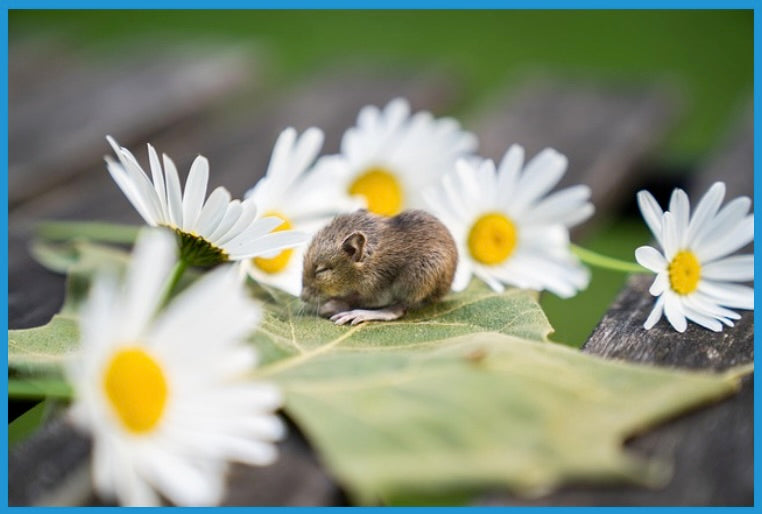 Hallo kleine Maus (MIDI-File) - Keys-Experts