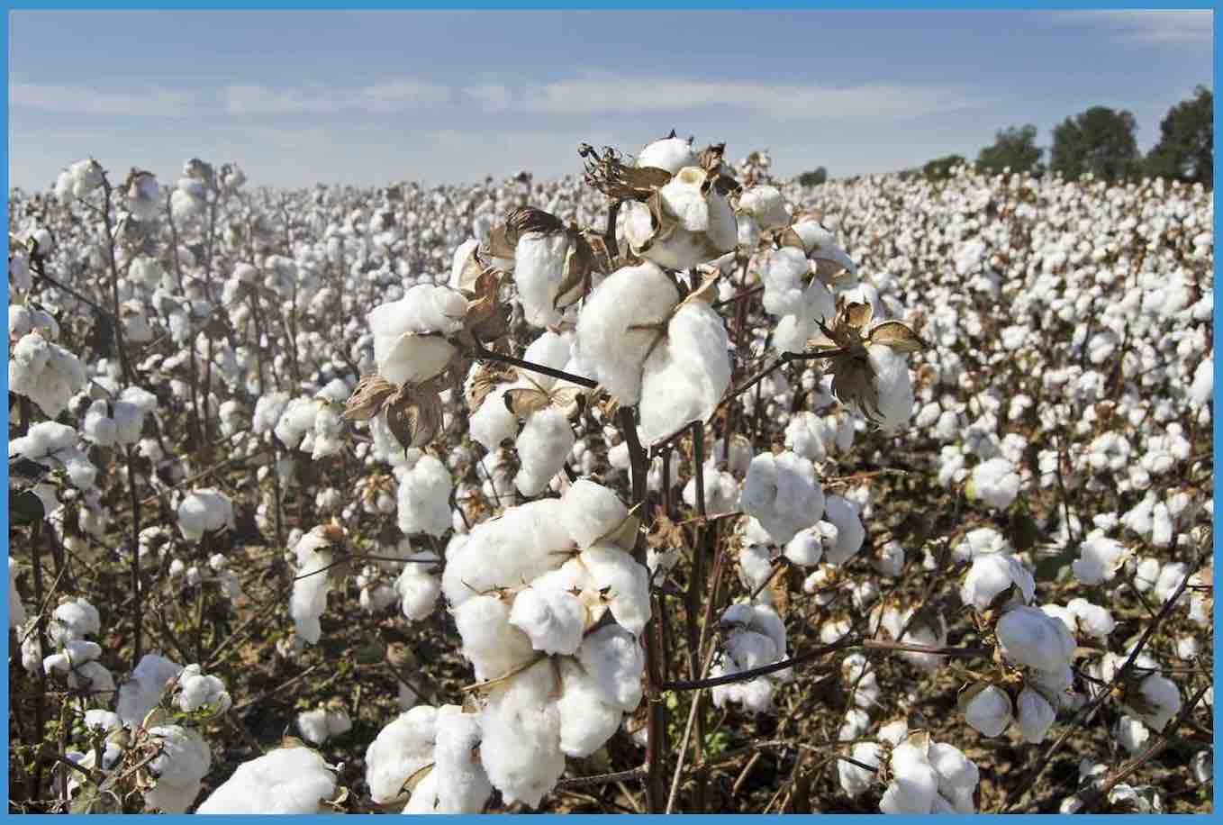 Cotton Fields