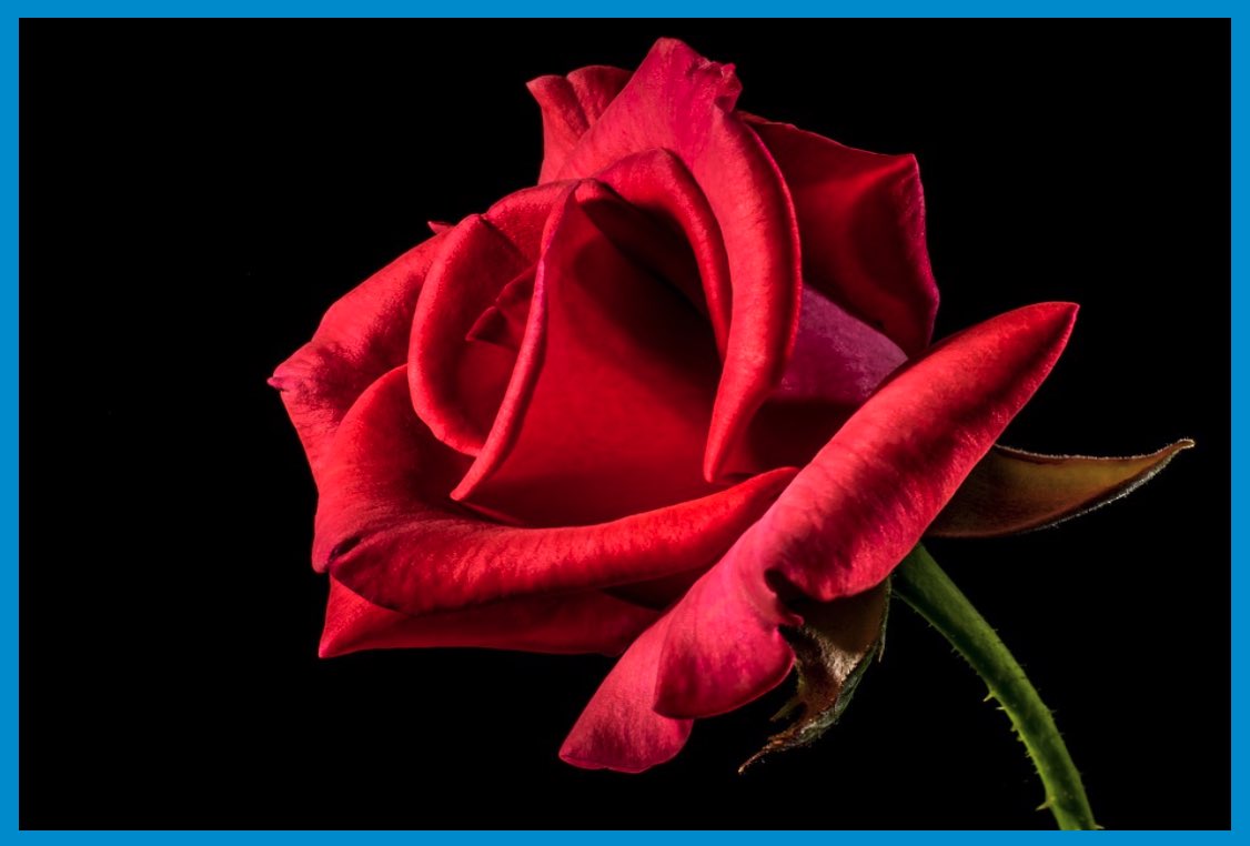 Die Rose von Südtirol