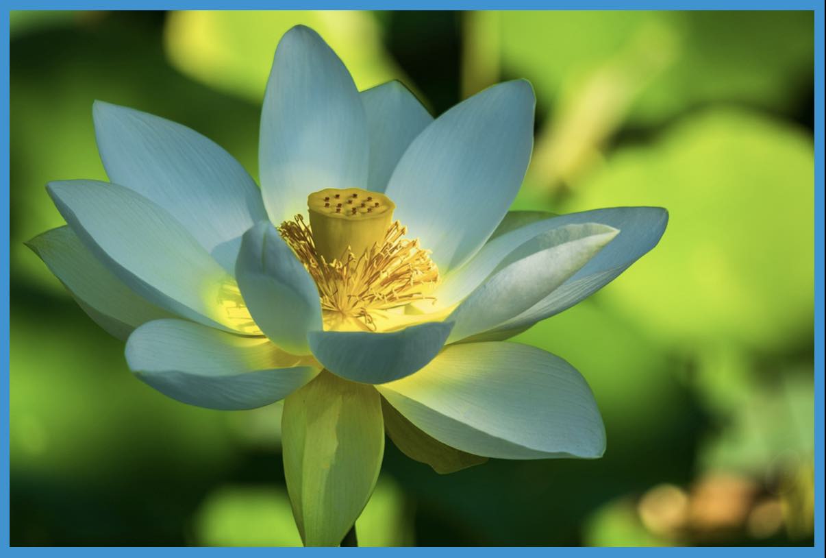 Lotosblume