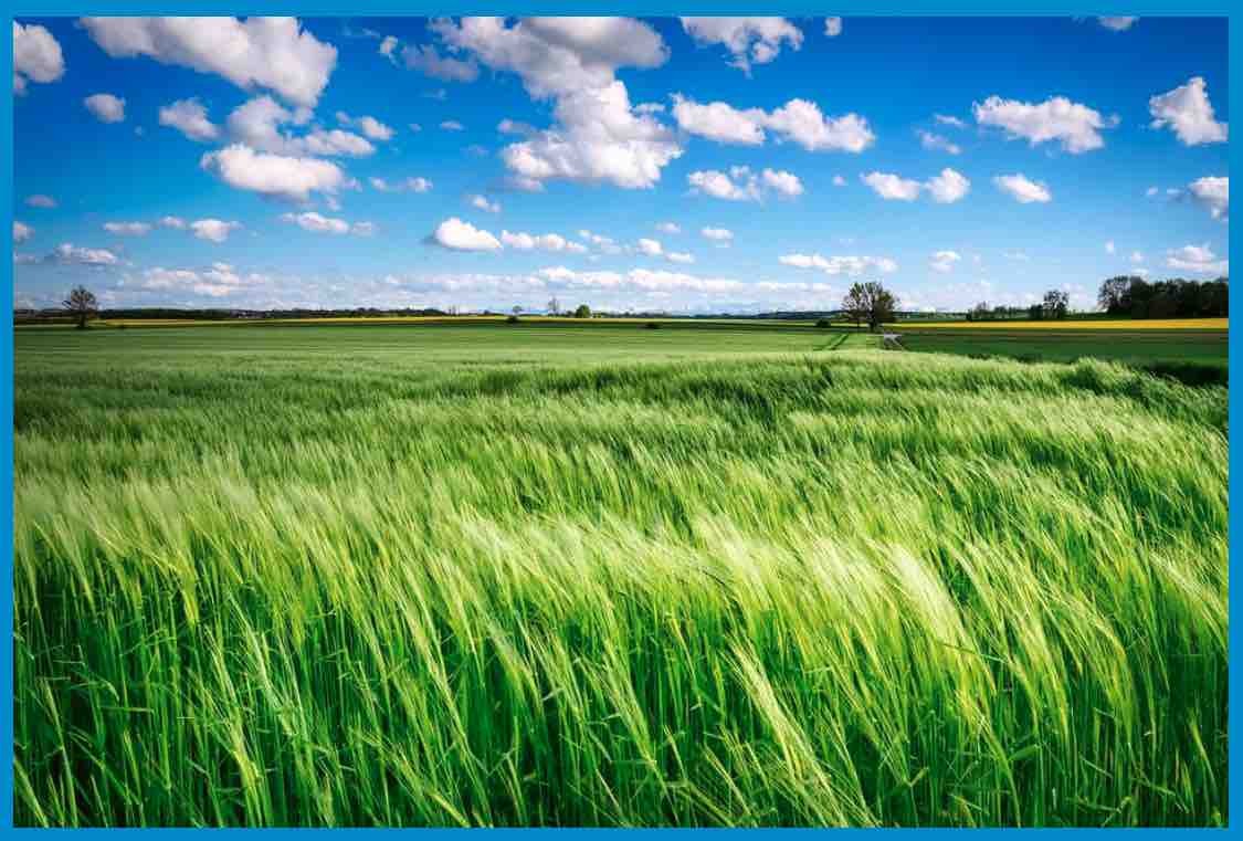 Sommerwind